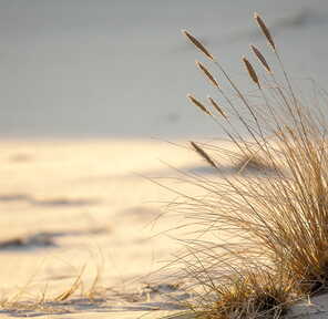 Trockenes Dünengras weht sanft im Wind auf einem sonnigen Sandstrand und schafft eine friedliche Küstenlandschaft.
