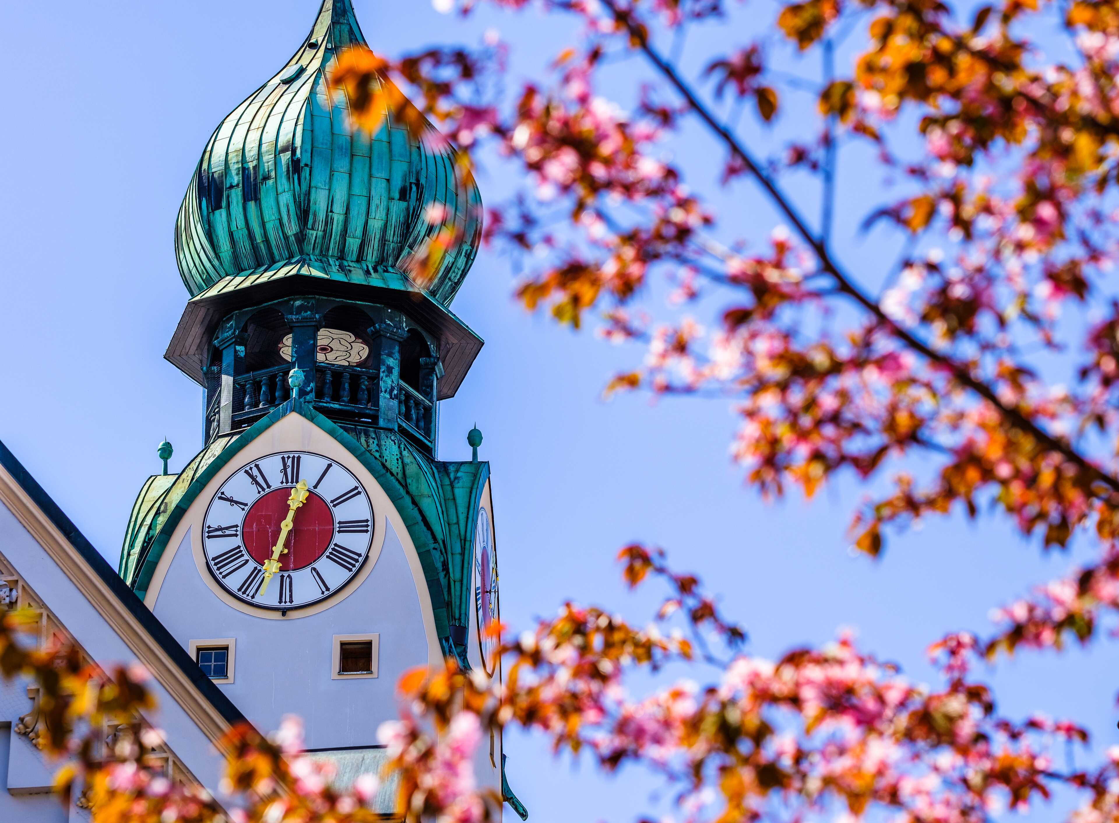 Ein Kirchturm mit grünem Zwiebeldach erhebt sich hinter blühenden Kirschzweigen unter einem klaren blauen Himmel.